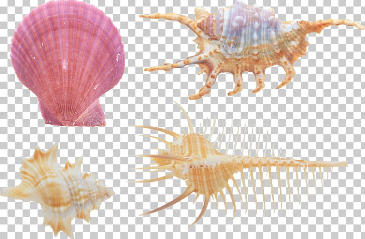 Seashell Sea Snail PNG, Clipart, Animals, Balcis Grandis, Bivalvia, Conch, Conchology Free PNG Download