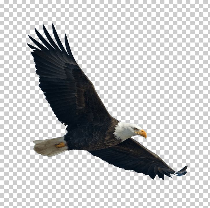 The Bald Eagle / El Guila Calva Bird PNG, Clipart, Accipitriformes, American Symbols, Animals, Bald Eagle, Beak Free PNG Download