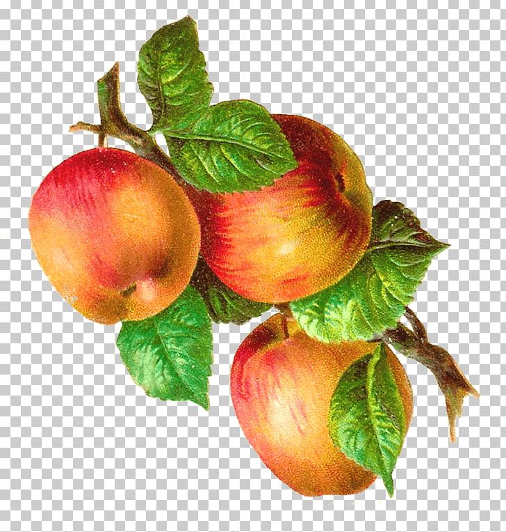 Apples On A Branch Vintage PNG, Clipart, Apples, Food, Fruits Free PNG Download