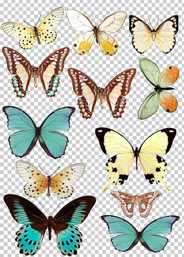 Butterfly Paper Scrapbooking Drawing PNG, Clipart, Art, Arthropod, Beautiful, Beautiful Butterfly, Blue Butterfly Free PNG Download