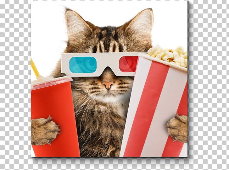 Cat Café Kitten Cinema Film PNG, Clipart,  Free PNG Download