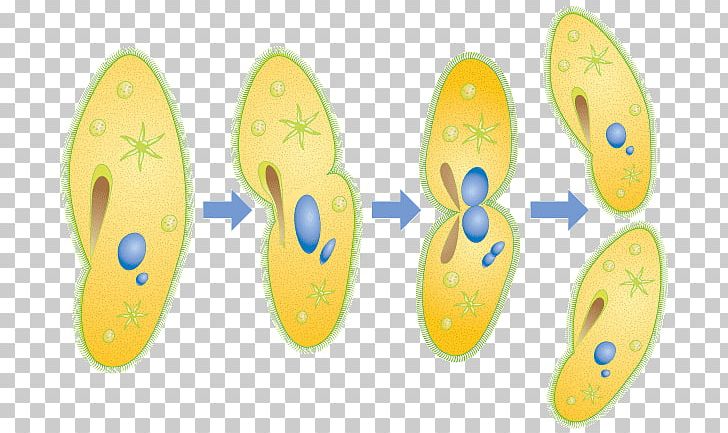 Ciliate Binary Number Fission Asexual Reproduction Paramecium Caudatum PNG, Clipart, Asexual, Asexual Reproduction, Binary, Binary Code, Binary Number Free PNG Download