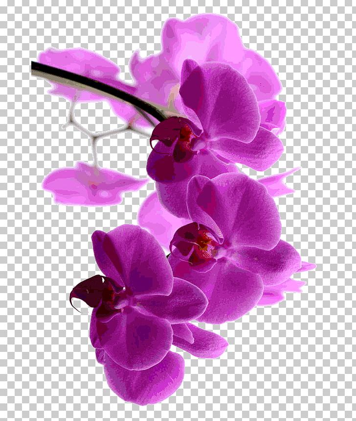 Moth Orchids Dendrobium Pink M Flora PNG, Clipart, Dendrobium, Flora, Flower, Flowering Plant, Herbaceous Plant Free PNG Download