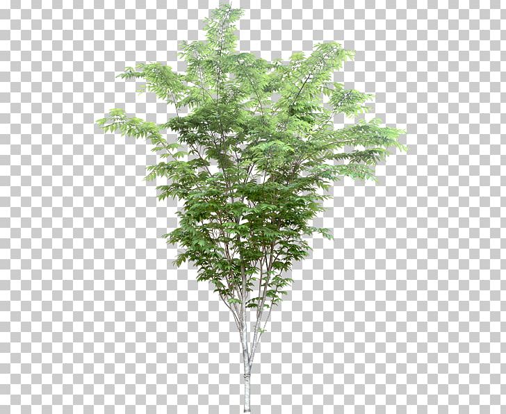 .dwg Twig Tree Architect Evergreen PNG, Clipart, Albero, Architect, Architecture, Birch, Branch Free PNG Download