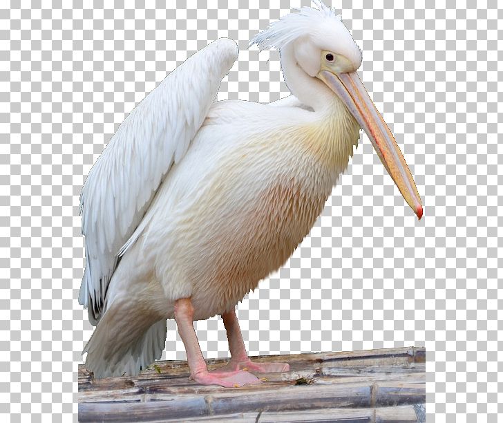 Pelican Bird Cormorant Icon PNG, Clipart, Animal, Animals, Background White, Beak, Birds Free PNG Download