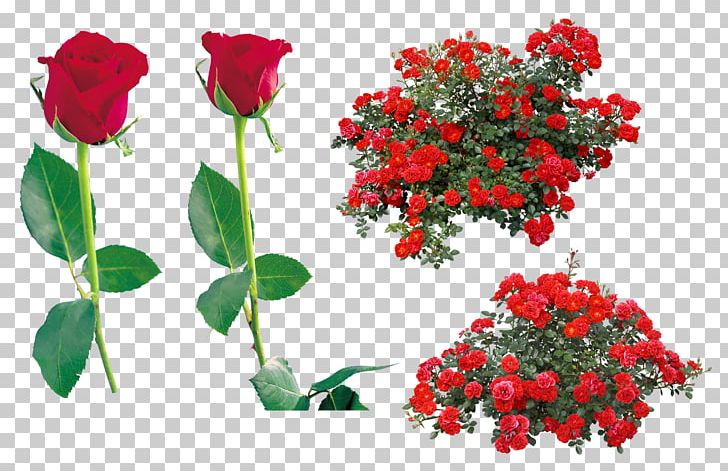 Rose PNG, Clipart, Rose Free PNG Download