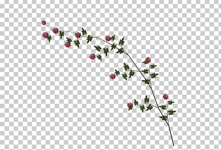 Vine Rose PNG, Clipart, Blossom, Branch, Deviantart, Drawing, Flora Free PNG Download