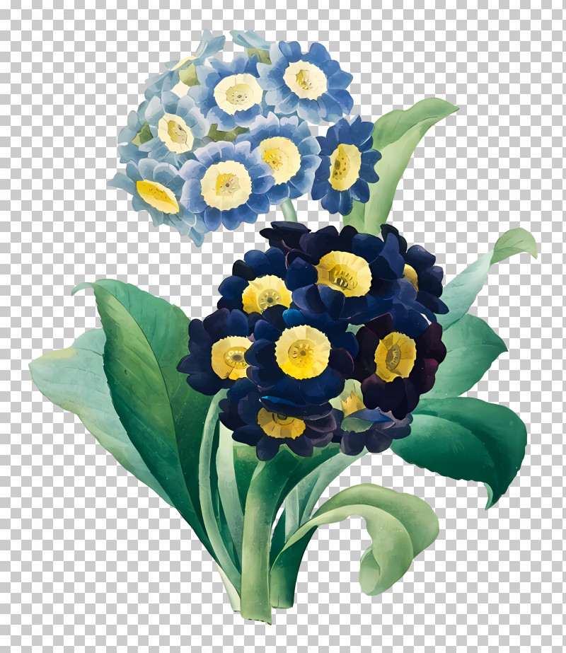 Vintage Flowers - Colorful Primroses PNG