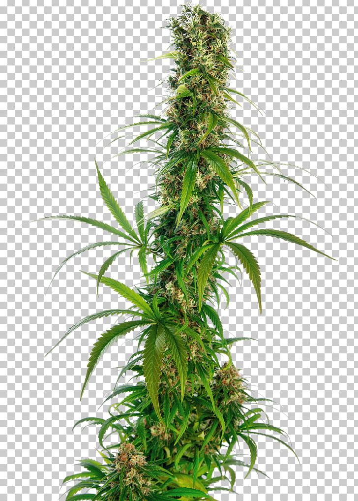 Cannabis Sativa Sensi Seeds Cannabis Ruderalis Tetrahydrocannabinol PNG, Clipart, Autoflowering Cannabis, Cannabidiol, Cannabis, Cannabis Ruderalis, Cannabis Sativa Free PNG Download