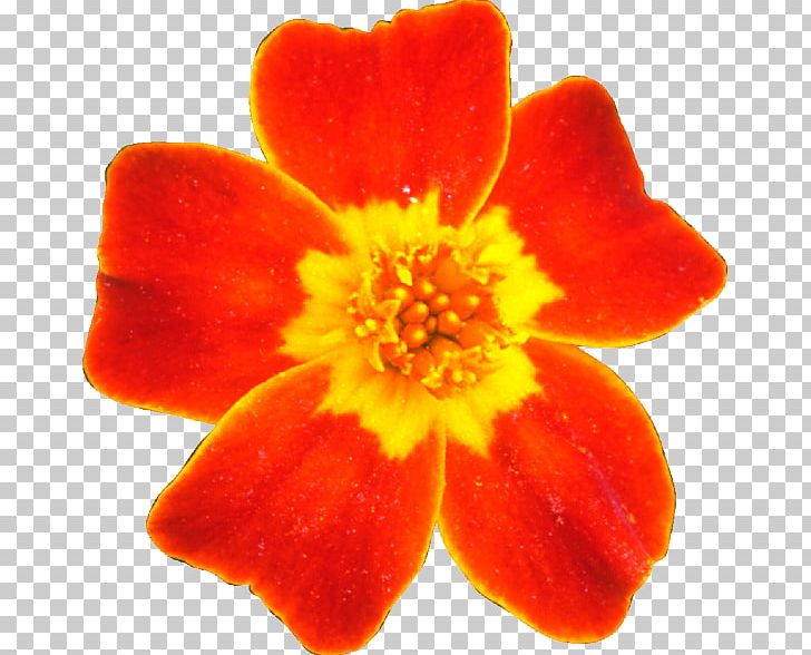 Flower Petal PNG, Clipart, Animation, Blog, Bunga, Clip Art, Design Studio Free PNG Download