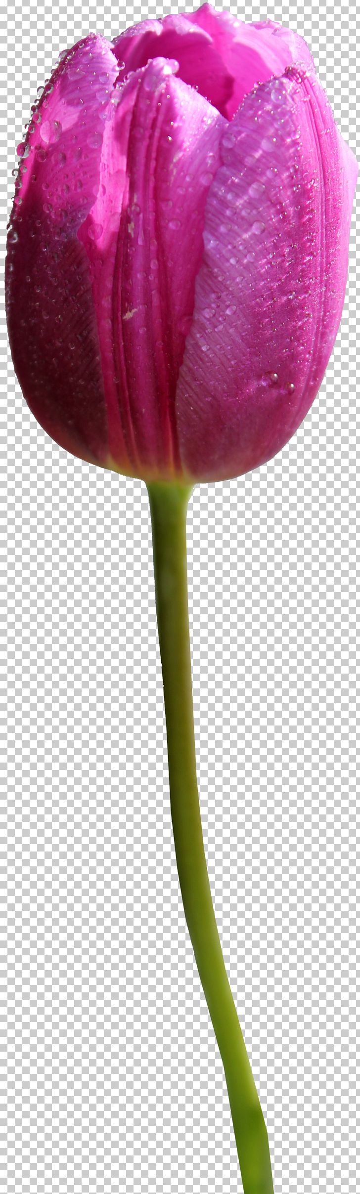Skagit Valley Tulip Festival PNG, Clipart, Animals, Beautiful, Bild, Bud, Clouds Free PNG Download
