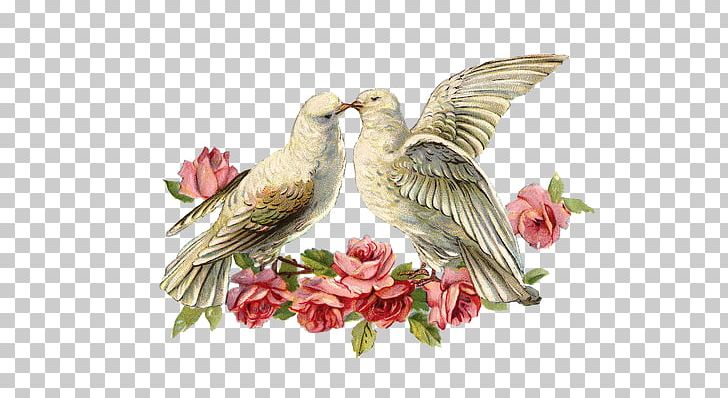 Wedding Invitation Cloth Napkins Pigeons And Doves Paper PNG, Clipart,  Free PNG Download