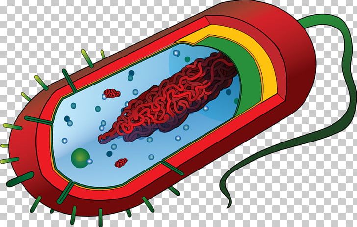 Prokaryote Eukaryote Cell Bacteria Diagram PNG, Clipart, Bacteria, Biological Membrane, Biology, Cell, Cell Membrane Free PNG Download