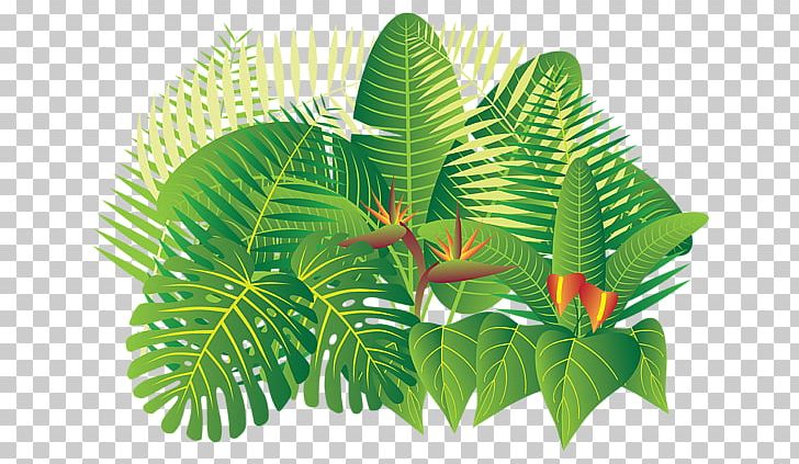 Tropical Rainforest Tropics Plant PNG, Clipart, Banana Leaf, Flower, Flowerpot, Forest, Jungle Free PNG Download