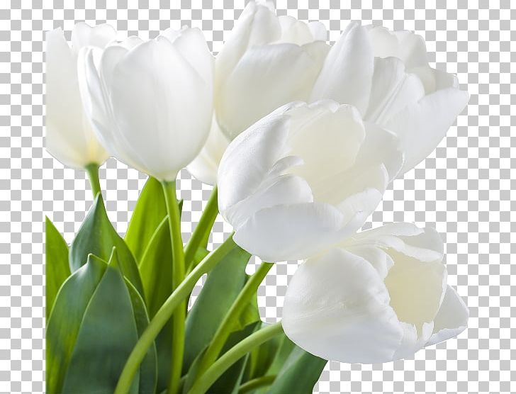 Tulip White Flower Stock Photography PNG, Clipart, Camera Icon, Cartoon, Cartoon Character, Cartoon Eyes, Color Free PNG Download