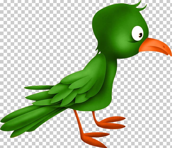 Bird Duck PNG, Clipart, Animals, Beak, Bird, Birds, Blog Free PNG Download