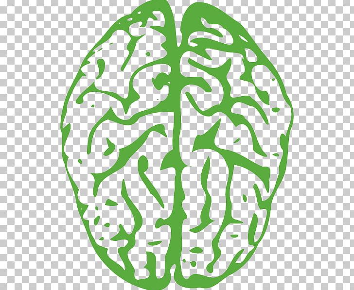 Human Brain Drawing PNG, Clipart, Area, Brain, Brain Cliparts Transparent, Brain Injury, Cerebral Cortex Free PNG Download