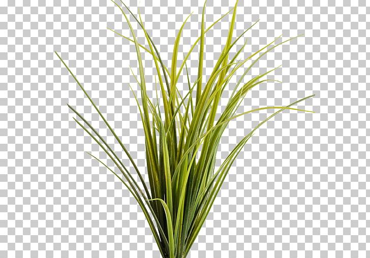 Montana Pseudoroegneria Spicata Prairie Ornamental Grass PNG, Clipart, App, App Store, Aquarium Decor, Chrysopogon Zizanioides, Commodity Free PNG Download