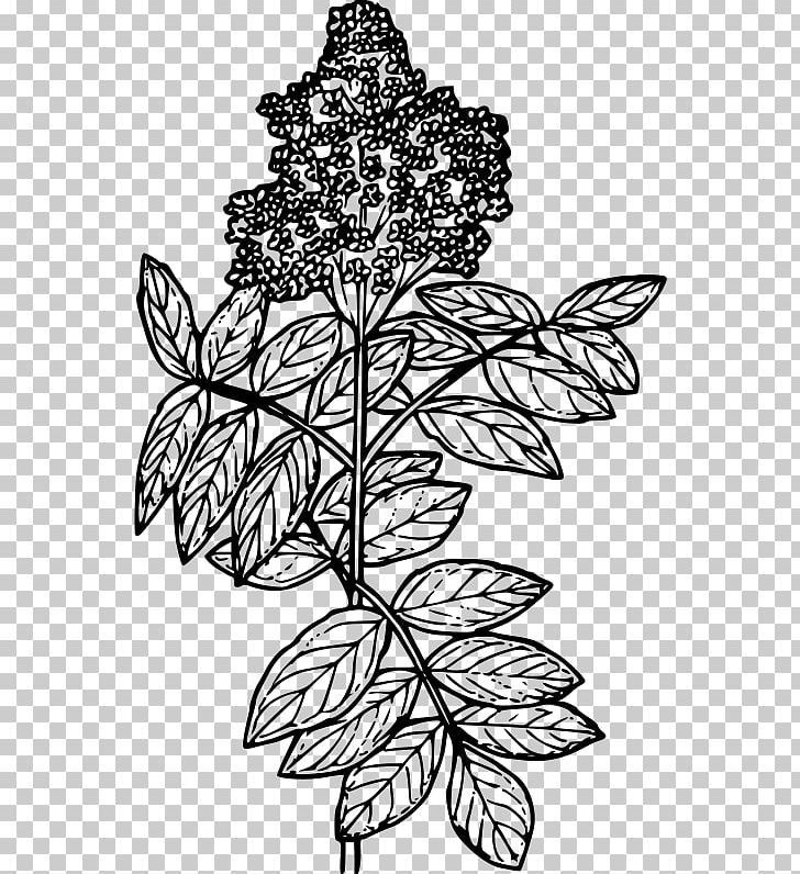 Red Elderberry Drawing Line Art Coloring Book PNG, Clipart, Art, Black And White, Branch, Coloring Book, Coloring Pages Free PNG Download