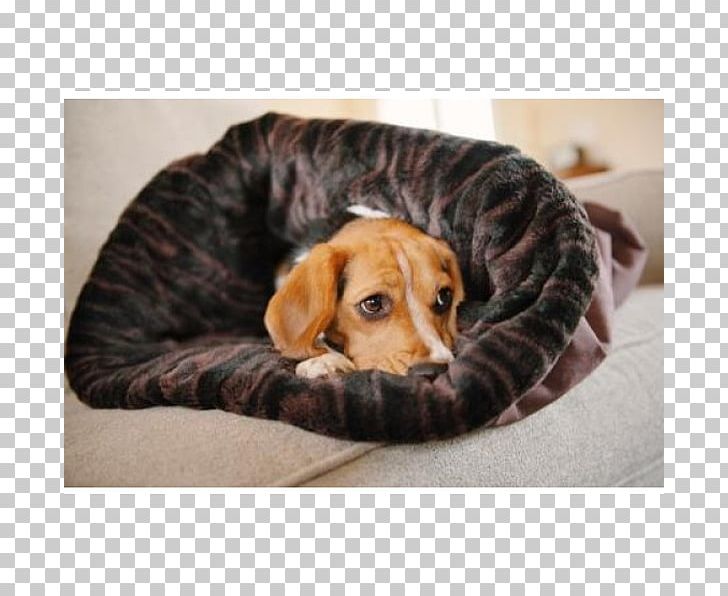 Cat Siberian Husky Pet Bed Blanket PNG, Clipart, Bed, Bedding, Blanket, Bolster, Carnivoran Free PNG Download