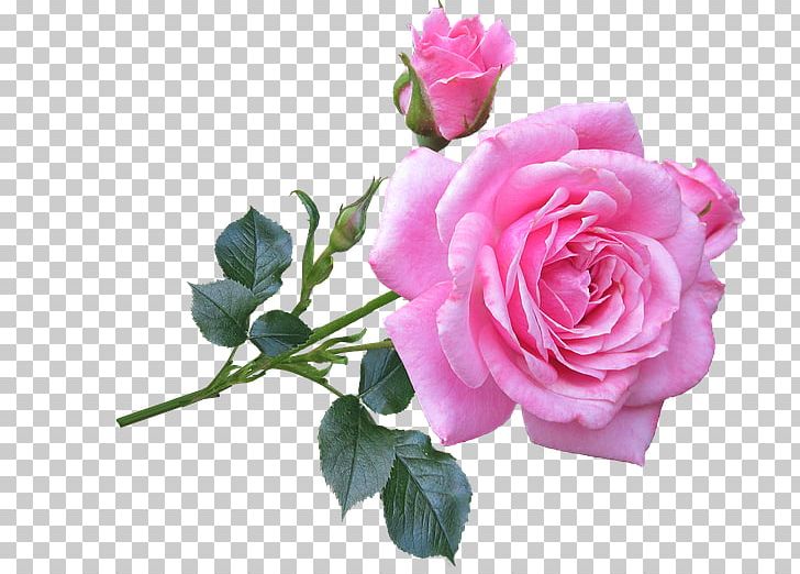 Rose Flower Plant Stem Stock Photography PNG, Clipart, Annual Plant, Artificial Flower, Botany, China Rose, Cut Flowers Free PNG Download