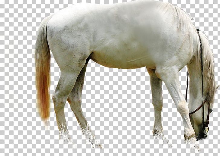 White Dragon Horse Foal PNG, Clipart, Animal, Animals, Art, Colt, Deviantart Free PNG Download