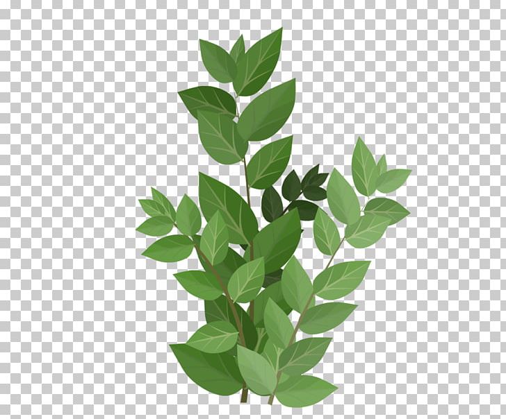 Green Leaf PNG, Clipart, Branch, Download, Flowerpot, Graphic Design, Gratis Free PNG Download