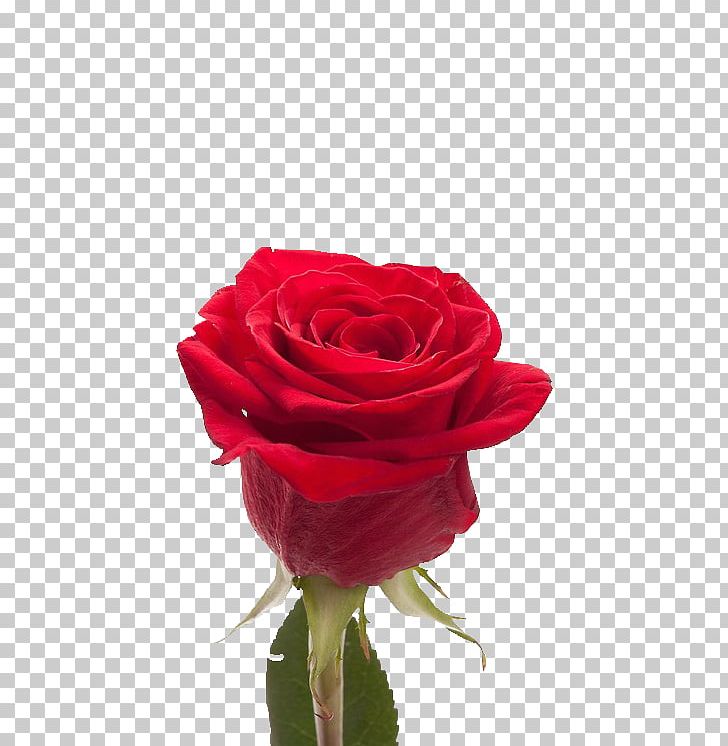 Harkness Roses Cut Flowers Garden Roses PNG, Clipart,  Free PNG Download