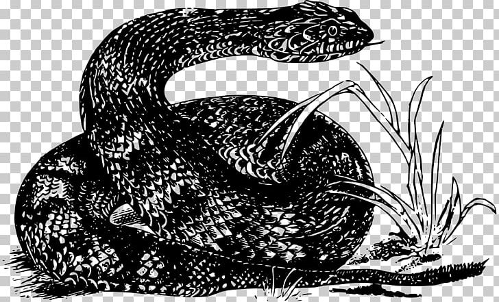 Rattlesnake Reptile Vipers PNG, Clipart, Animals, Black And White, Boas, Coral Reef Snakes, Elapidae Free PNG Download