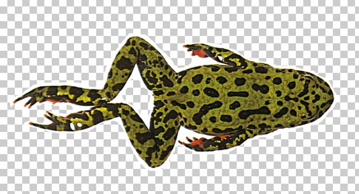 True Frog Frog And Toad Amphibian PNG, Clipart, American Bullfrog, Amphibian, Animals, Bullfrog, Firebellied Toad Free PNG Download