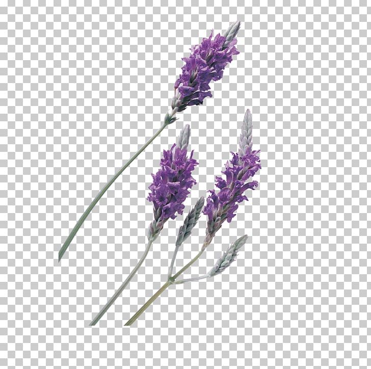 English Lavender Lavender Oil PNG, Clipart, Computer Icons, Download, English Lavender, Essential Oil, Flavor Free PNG Download