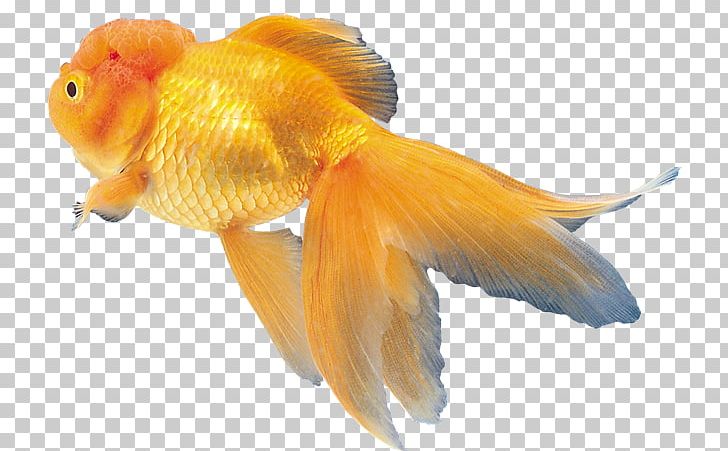 Goldfish ディスワン前橋大利根店 PNG, Clipart, Animals, Aquarium, Aquariums, Bony Fish, Download Free PNG Download