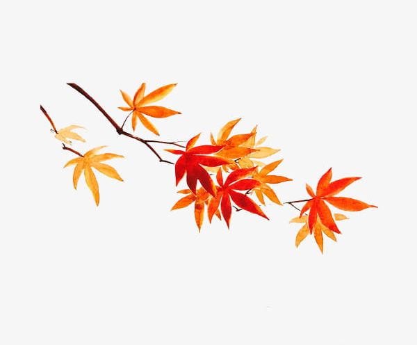 Maple Watercolor PNG, Clipart, Autumn, Branch, Illustration, Leaf, Leaves Free PNG Download