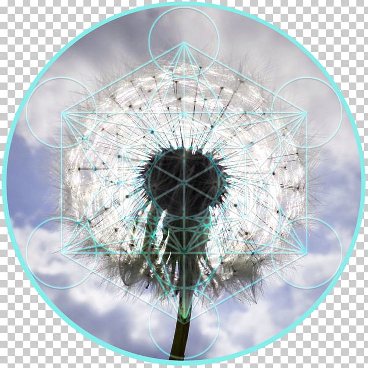 Photography Dandelion Buteyko Method Close-up Breathing PNG, Clipart, All Might, Breathing, Buteyko Method, Circle, Closeup Free PNG Download