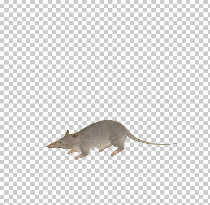 Rat Computer Mouse Fauna Wildlife PNG, Clipart, Animal, Animals, Carnivora, Carnivoran, Computer Mouse Free PNG Download