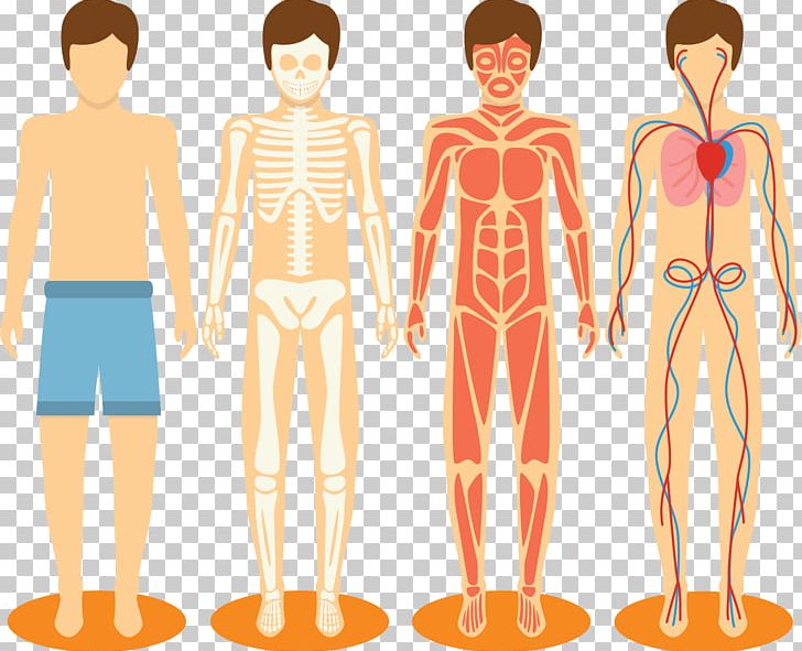 Homo Sapiens Human Body Muscle Human Skeleton Bone PNG, Clipart, Abdomen, Arm, Body, Fashion Design, Hand Drawn Free PNG Download