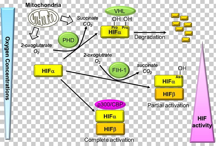 Hypoxia-inducible Factors EGLN1 HIF1A Von Hippel–Lindau Tumor Suppressor Von Hippel–Lindau Disease PNG, Clipart, Angle, Area, Diagram, Doctor Of Philosophy, Egln1 Free PNG Download