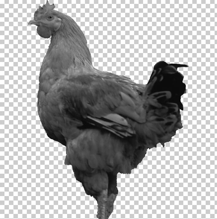 Rooster Chicken As Food Feather Beak PNG, Clipart, Animals, Beak, Bird, Black And White, Chicken Free PNG Download