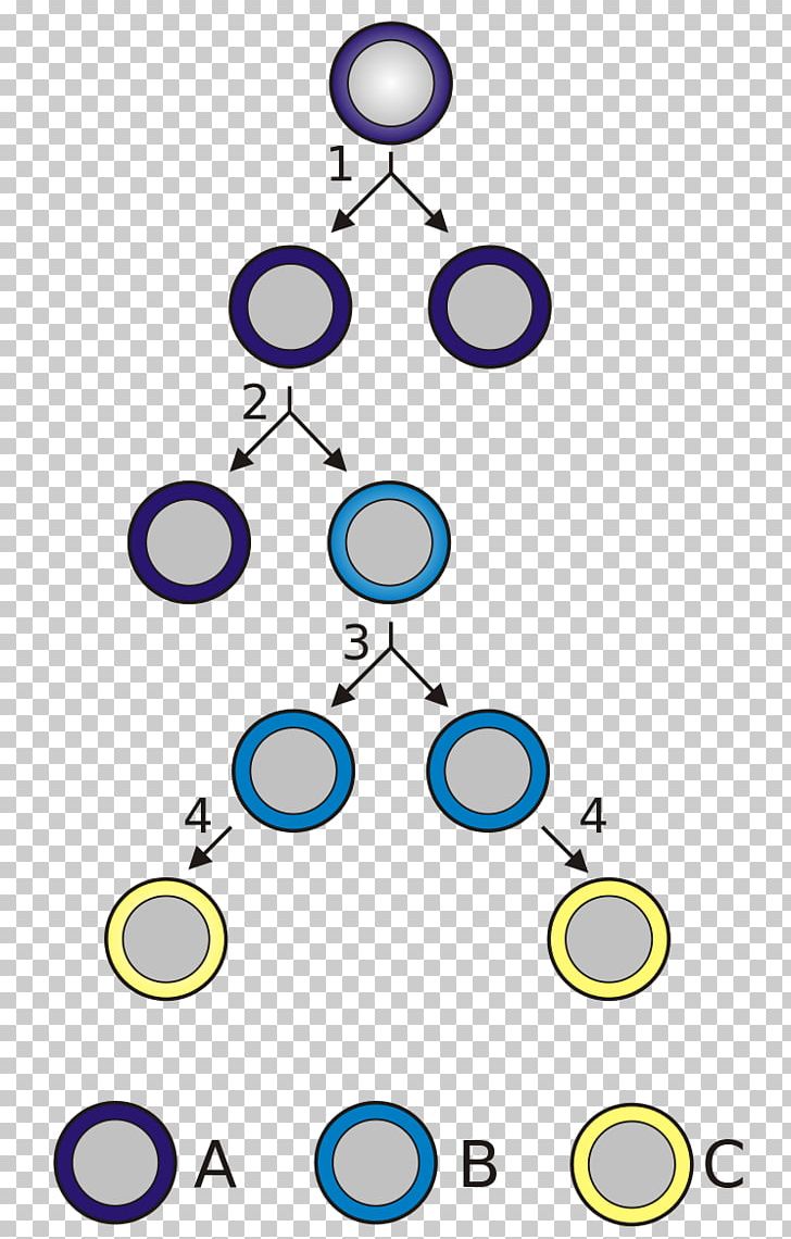 Stem Cell Cell Division Stem-cell Therapy Cellular Differentiation PNG, Clipart, Angle, Area, Body Jewelry, Cell, Cell Division Free PNG Download