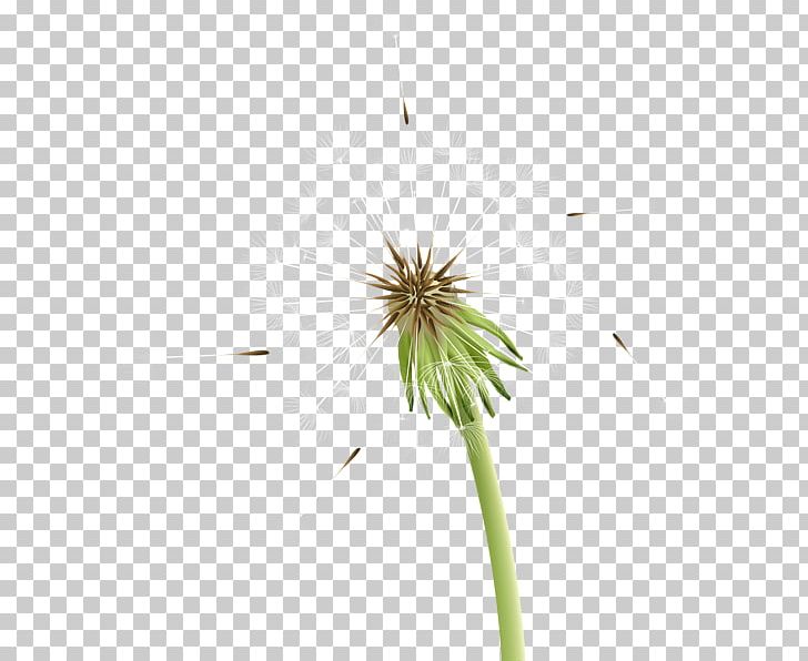 Dandelion PNG, Clipart, 256, Art, Cari, Dandelion, Download Free PNG Download