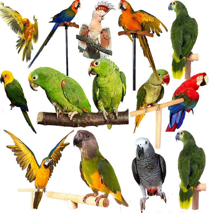 Eclectus Parrot Lovebird Grey Parrot PNG, Clipart, Alexandrine Parakeet, Animal, Animals, Beak, Bird Free PNG Download