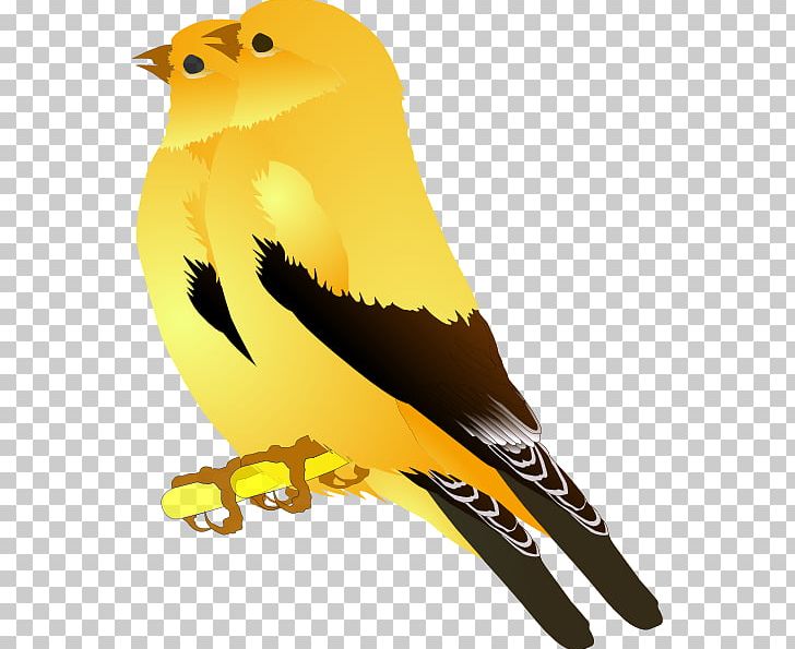 Finches Bird Graphics European Goldfinch PNG, Clipart, American Goldfinch, Beak, Bird, Bird Feather, Bird Of Prey Free PNG Download