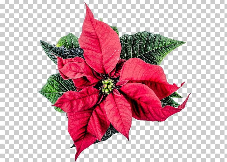 Flower Poinsettia Christmas Joulukukka PNG, Clipart, Christmas, Christmas Decoration, Christmas Dinner, Christmas Lights, Christmas Ornament Free PNG Download