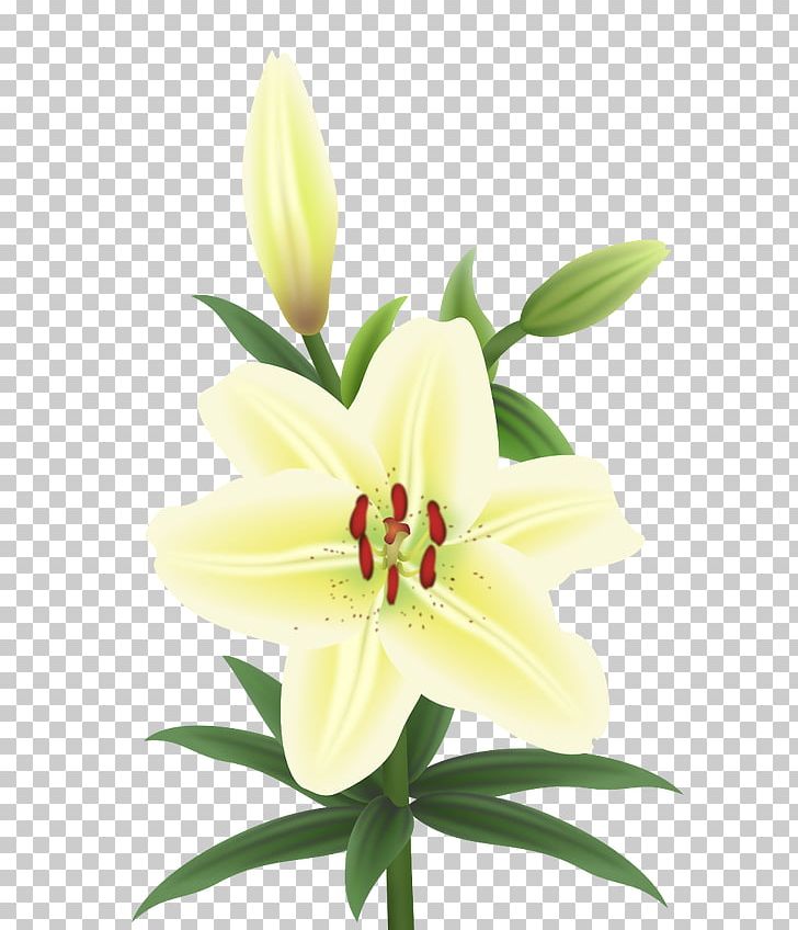 Cut Flowers Plant Stem Petal Lily M PNG, Clipart, Art By, Cut Flowers, Flower, Flowering Plant, Lily Free PNG Download
