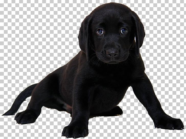 Labrador Retriever Puppy Breed Pet Veterinarian PNG, Clipart, Animal, Animals, Breed, Carnivoran, Companion Dog Free PNG Download