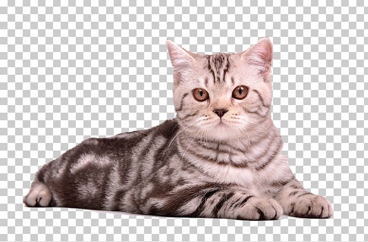 Cat Kitten Puppy PNG, Clipart, American, American Shorthair, Animals, Carnivoran, Cat Like Mammal Free PNG Download