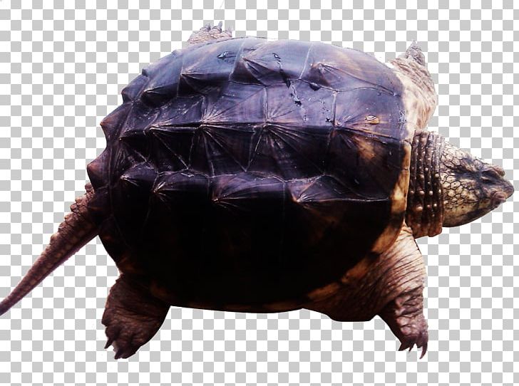 Common Snapping Turtle Box Turtle Alligator Snapping Turtle PNG, Clipart, Animal, Crocodiles, Emydidae, Fauna, Filter Snap Chat Free PNG Download