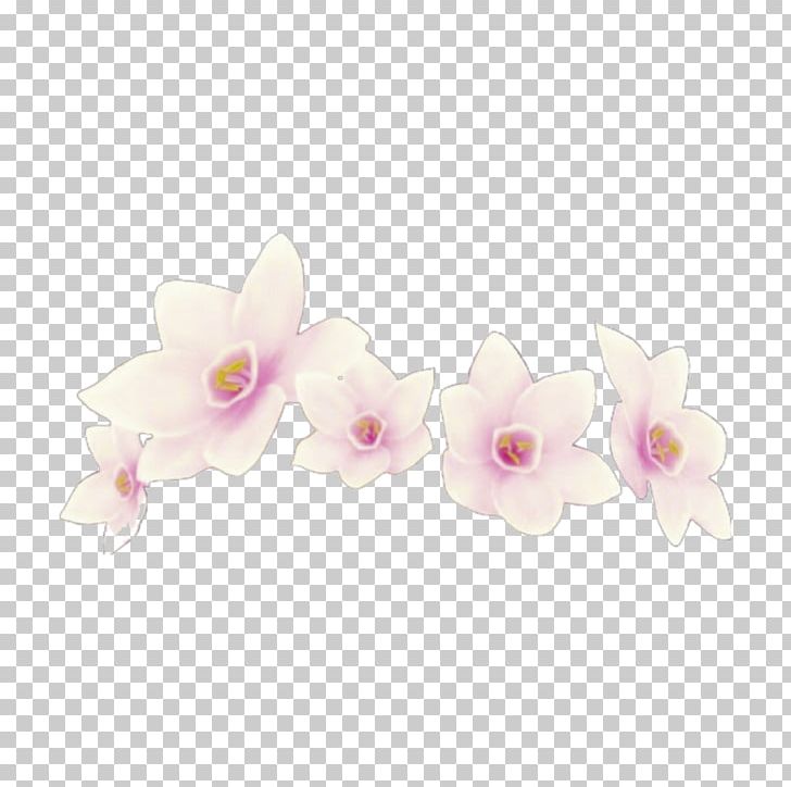 Moth Orchids Cut Flowers Petal PNG, Clipart, Cut Flowers, Flower, Flowering Plant, Moth Orchid, Moth Orchids Free PNG Download