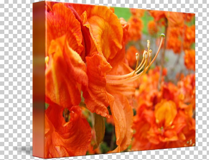 Petal Cut Flowers PNG, Clipart, Cut Flowers, Flower, Flowering Plant, Orange, Others Free PNG Download