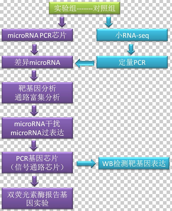 Research MicroRNA Circular RNA Science PNG, Clipart, Area, Brand, Circular Rna, Diagram, Dna Sequencing Free PNG Download